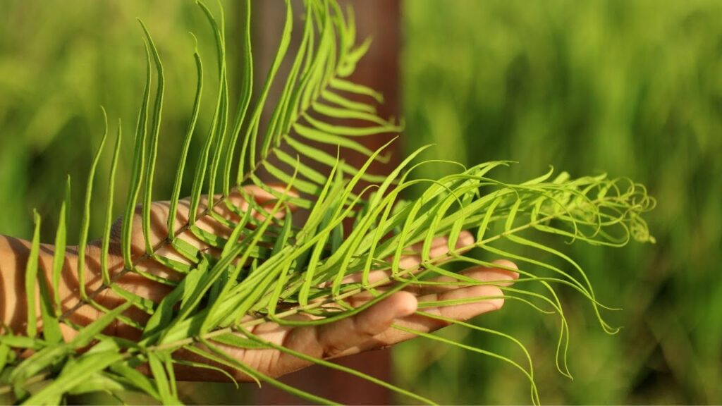 Palm Sunday – April 10, 2022 (Unity)